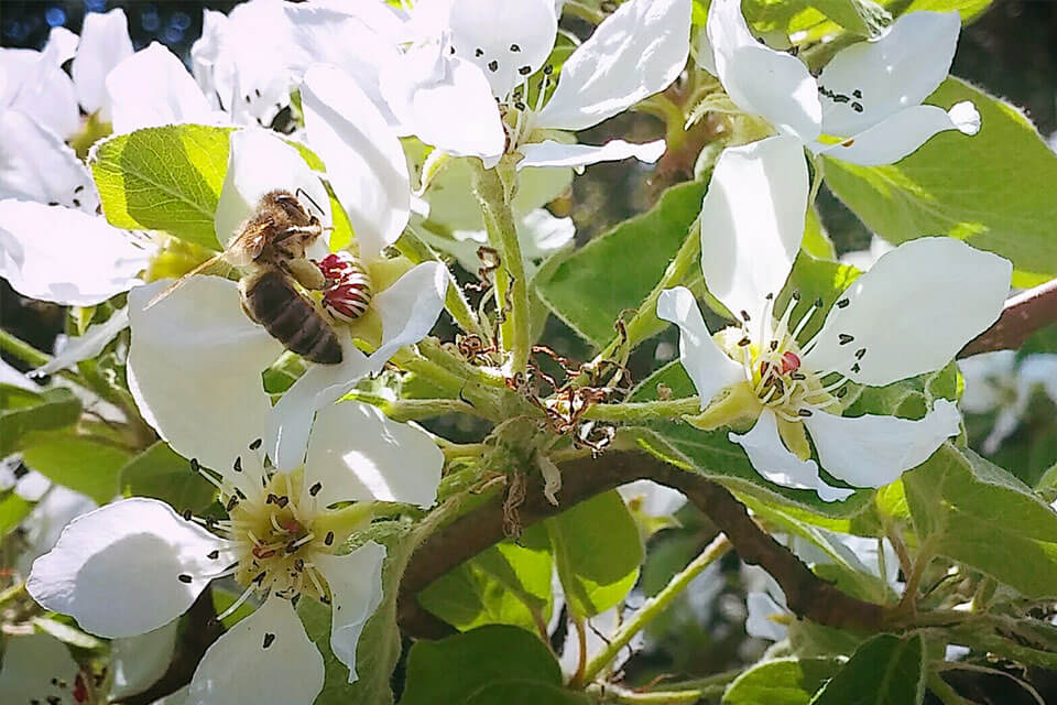 Biene-Apfelblüte-web